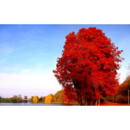 Fototapet autoadeziv Peisaj 38, 80x125 cm