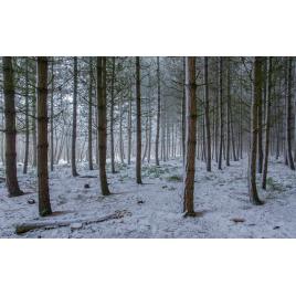 Fototapet autoadeziv Peisaj 52, 80x125 cm
