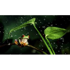 Fototapet autoadeziv Broasca de apa, 80x125 cm