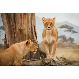 Fototapet autoadeziv Feline mandre, 80x125 cm