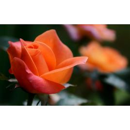 Fototapet autoadeziv Flori model 17, 80x125 cm