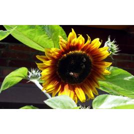 Fototapet autoadeziv Flori model 27, 80x125 cm