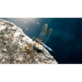 Fototapet autoadeziv Libelula, 80x125 cm