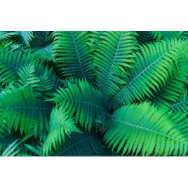 Fototapet autocolant PVC 70x120 cm Frumusetea florilor model 12