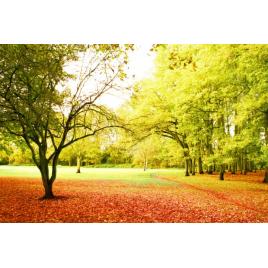 Fototapet autoadeziv 70x120 cm Peisaj 549