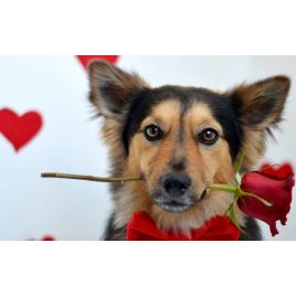 Fototapet autoadeziv Catelul romantic, 70x120 cm
