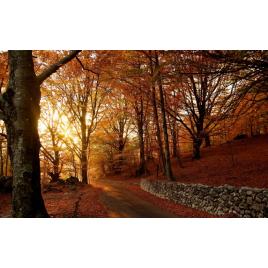 Fototapet autoadeziv Peisaj 415, 70x120 cm