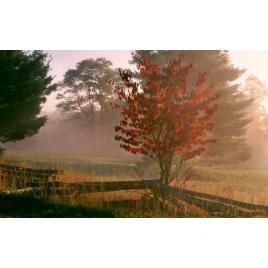 Fototapet autoadeziv Peisaj 450, 70x120 cm