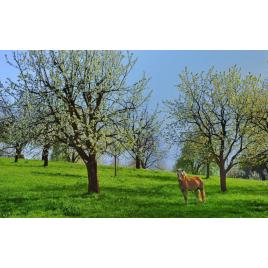 Fototapet autoadeziv Peisaj 76, 70x120 cm
