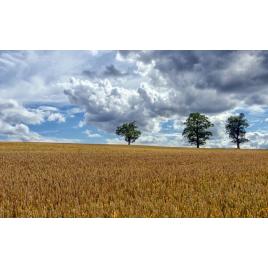 Fototapet autoadeziv Peisaj 88, 70x120 cm