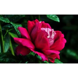 Fototapet autoadeziv Flori model 11, 70x120 cm