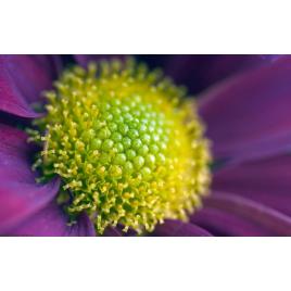 Fototapet autoadeziv Flori model 32, 70x120 cm