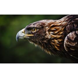 Fototapet autoadeziv Vulturul in atac, 70x120 cm
