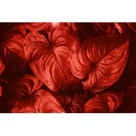 Fototapet autocolant PVC 75x100 cm Covorul de flori model 10