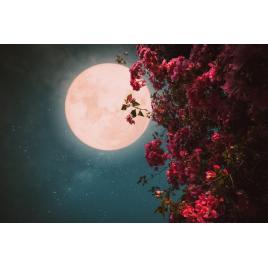 Fototapet autocolant PVC 75x100 cm Feerie rosie