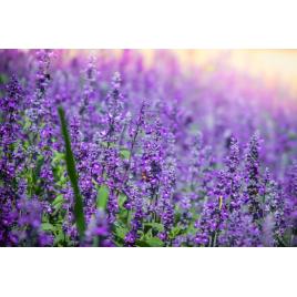 Fototapet autocolant PVC 75x100 cm Frumusetea florilor model 1