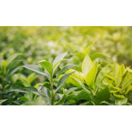 Fototapet autocolant PVC 75x100 cm Frumusetea florilor model 11