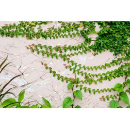 Fototapet autocolant PVC 75x100 cm Frumusetea florilor model 13