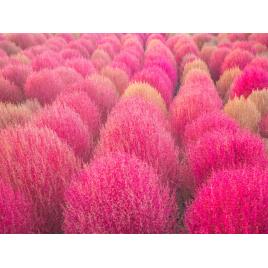 Fototapet autocolant PVC 75x100 cm Frumusetea florilor model 14