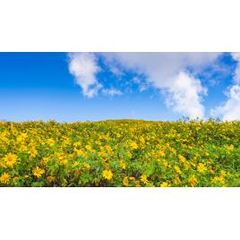 Fototapet autocolant PVC 75x100 cm Frumusetea florilor model 15