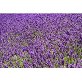 Fototapet autocolant PVC 75x100 cm Frumusetea florilor model 2