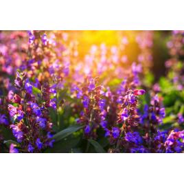 Fototapet autocolant PVC 75x100 cm Frumusetea florilor model 4