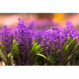 Fototapet autocolant PVC 75x100 cm Frumusetea florilor model 5