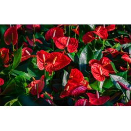 Fototapet autocolant PVC 75x100 cm Frumusetea florilor model 6