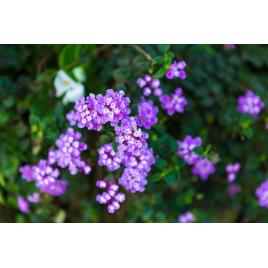Fototapet autocolant PVC 75x100 cm Frumusetea florilor model 8