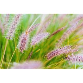 Fototapet autocolant PVC 75x100 cm Frumusetea florilor model 9