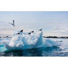 Fototapet autocolant PVC 75x100 cm Iceberg model 8