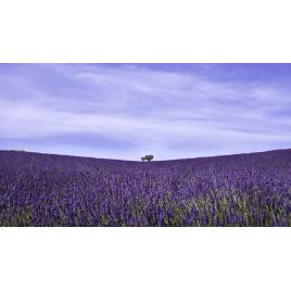 Fototapet autocolant PVC 75x100 cm Lavanda infinita