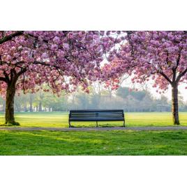 Fototapet autocolant PVC 75x100 cm Pe o banca din parc