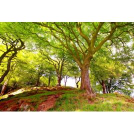 Fototapet autoadeziv 75x100 cm Peisaj 584