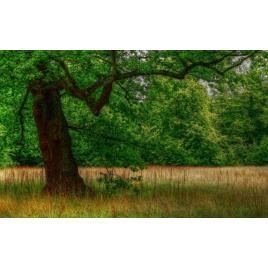 Fototapet autoadeziv Peisaj 12, 75x100 cm