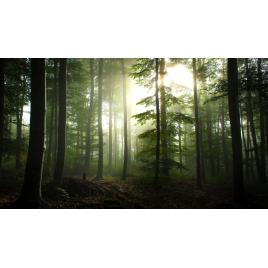 Fototapet autoadeziv Peisaj 292, 75x100 cm