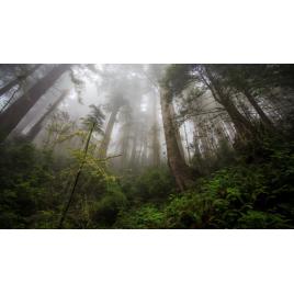 Fototapet autoadeziv Peisaj 297, 75x100 cm
