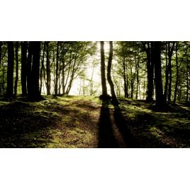 Fototapet autoadeziv Peisaj 320, 75x100 cm