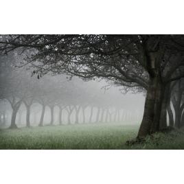 Fototapet autoadeziv Peisaj 422, 75x100 cm