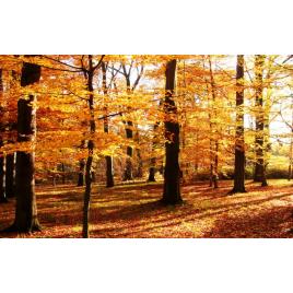 Fototapet autoadeziv Peisaj 69, 75x100 cm