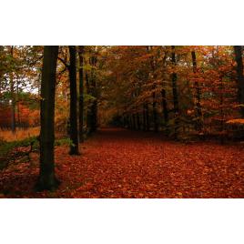 Fototapet autoadeziv Peisaj 93, 75x100 cm