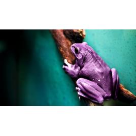 Fototapet autoadeziv Broasca purpurie, 75x100 cm