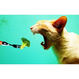 Fototapet autoadeziv Brocolli felin, 75x100 cm