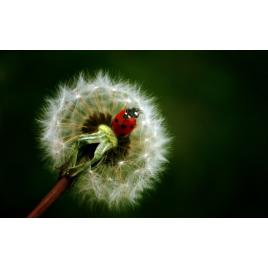 Fototapet autoadeziv Buburuza si papadia, 75x100 cm