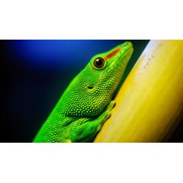 Fototapet autoadeziv Cameleon, 75x100 cm