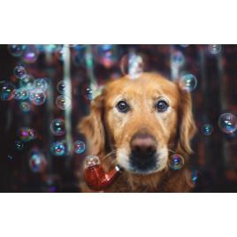 Fototapet autoadeziv Catelul si bulele, 75x100 cm