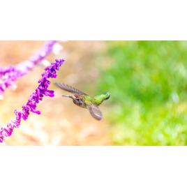 Fototapet autoadeziv Colibri, 75x100 cm