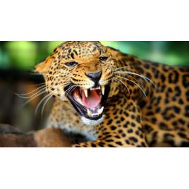 Fototapet autoadeziv Felina gata de atat, 75x100 cm