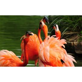 Fototapet autoadeziv Flamingo, 75x100 cm