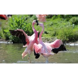 Fototapet autoadeziv Flamingo roz, 75x100 cm